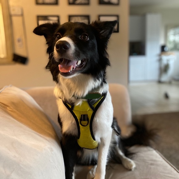 Meet your Posher, Gabriela - Picture 1 of 1